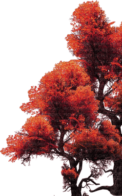 otoño - ücretsiz png