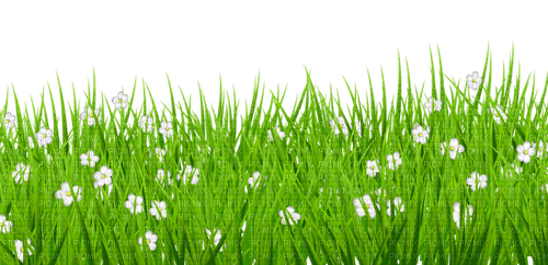 grass Bb2 - Free PNG