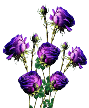 Flores rosas - darmowe png