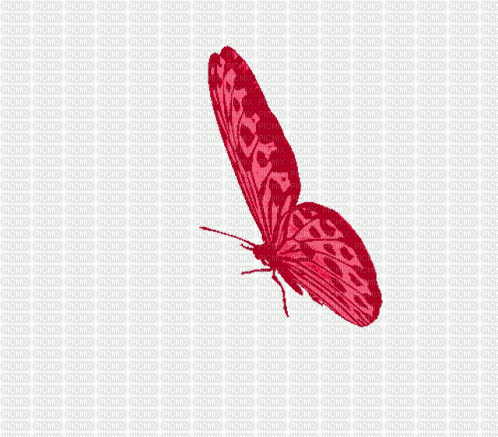 Schmetterling - GIF animé gratuit