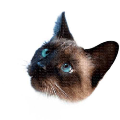 charmille _ animaux _ chat - bezmaksas png