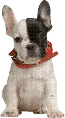 Kaz_Creations Animals Dog Pup - png gratis