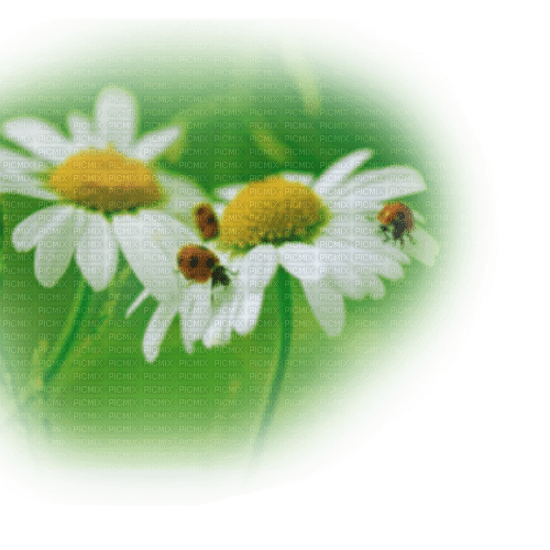 blomma--flower--white--vit - PNG gratuit