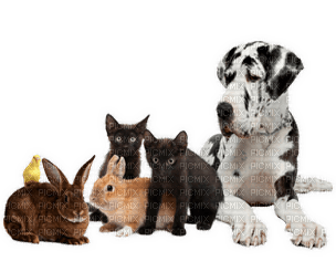 Kaz_Creations Dog Cats Rabbits - gratis png