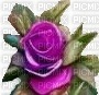 rosa viola - nemokama png