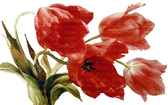 poppy flowers bp - Besplatni animirani GIF