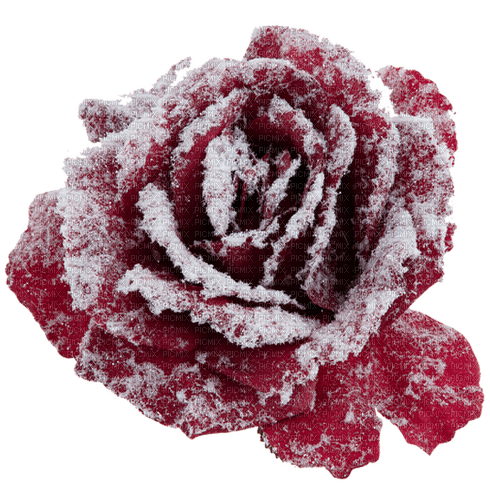 winter rosen milla1959 - ingyenes png