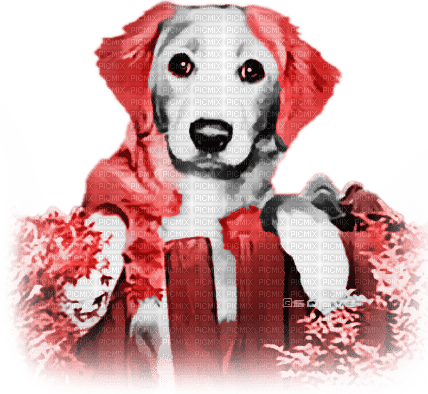 soave dog animals autumn fence  black white red - Free PNG