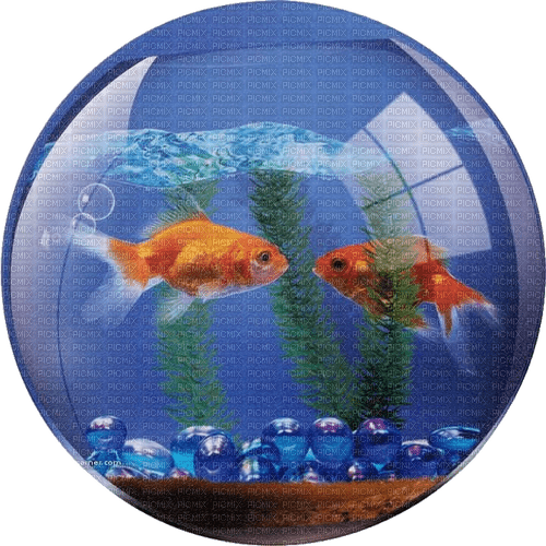 frutiger aero fishbowl - ücretsiz png