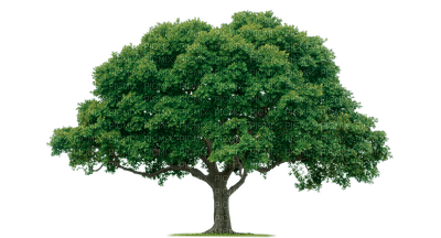 tree baum bush busch - 免费PNG
