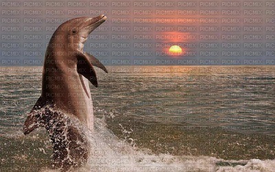 delfín - png ฟรี