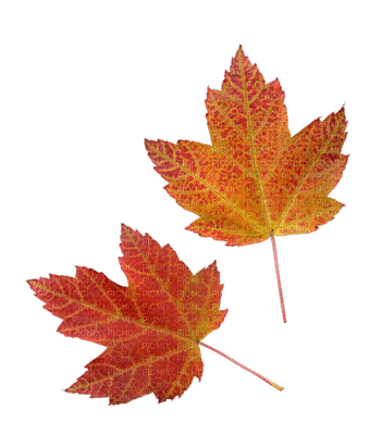 leaves laub feuilles - zdarma png