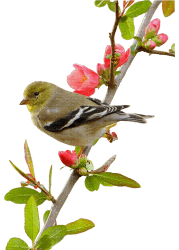 spring bird dolceluna branch flower - zadarmo png