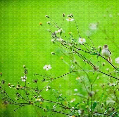 Frühling printemps spring - PNG gratuit