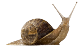 Kaz_Creations Snail - ilmainen png