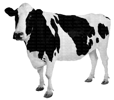 cow - GIF animate gratis