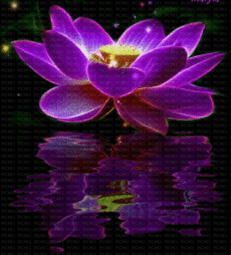 Lotus - Animovaný GIF zadarmo