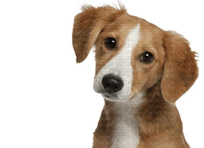 Kaz_Creations Dog Pup - 免费PNG
