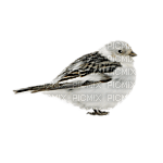 birds katrin - безплатен png