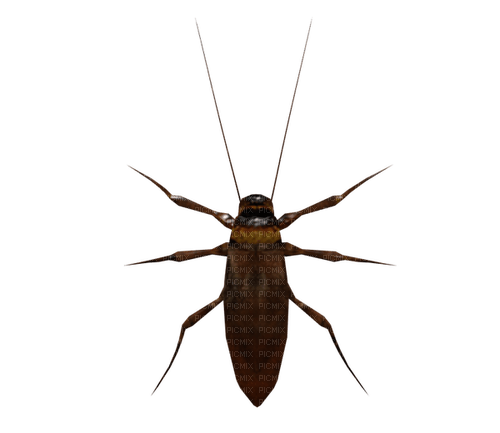 3D bug cockroach - png gratis