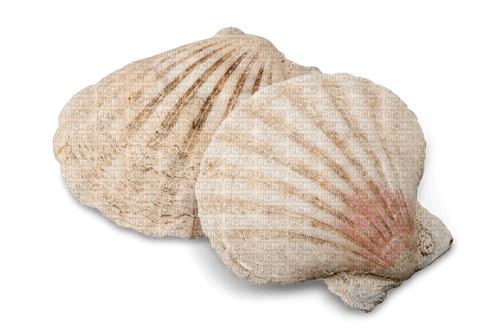 seashells Bb2 - kostenlos png