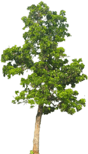 Baum, tree - Free PNG