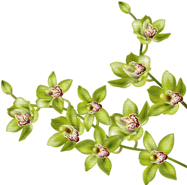 orchids green bp - Free PNG