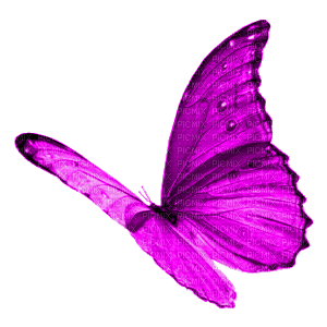 BUTTERFLY! - бесплатно png