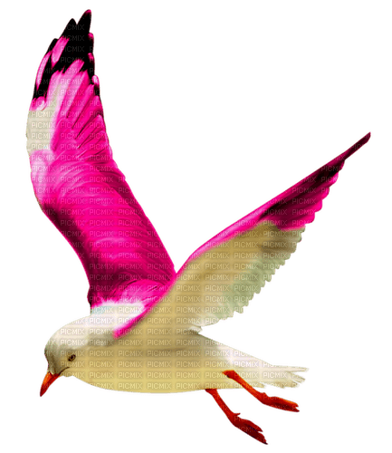 Seagull - darmowe png
