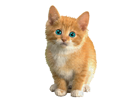 CAT - GIF animé gratuit