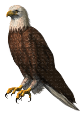 Kaz_Creations Birds Bird Eagle - kostenlos png