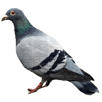pigeon - PNG gratuit