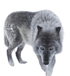 Loup brun noir - nemokama png