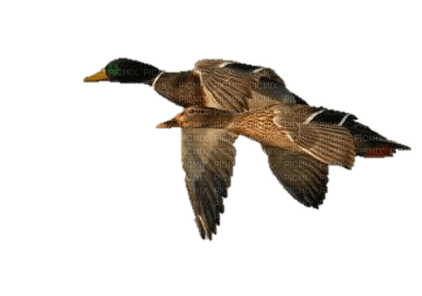 ducks - Free PNG