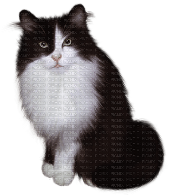 chat - png gratuito