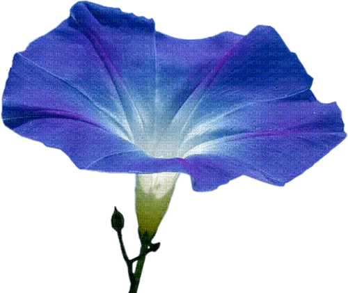 Flores azul campanita - png gratis