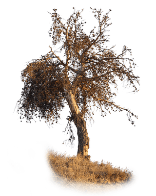 African tree, sunshine3 - PNG gratuit