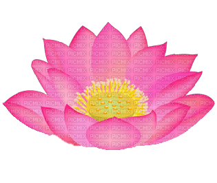 Lotus - PNG gratuit