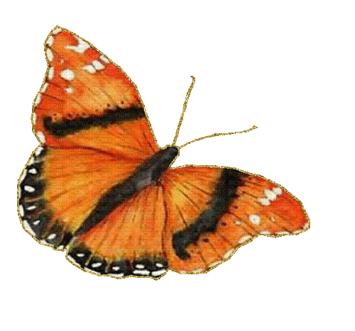 mariposa  oro gif dubravka4 - Free animated GIF