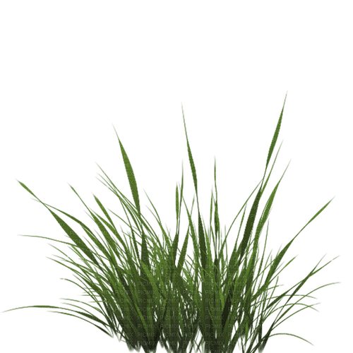 grass Bb2 - png grátis