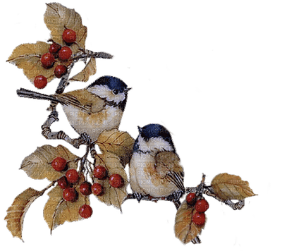 munot - herbst vögel - autumn birds - automne oiseaux - PNG gratuit