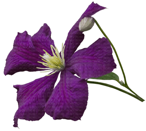dolceluna purple flower - kostenlos png