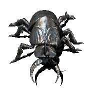 beetle - Darmowy animowany GIF