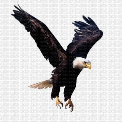 eagle - bezmaksas png