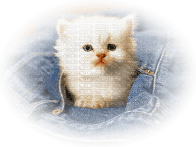Tube Animaux Chat - gratis png