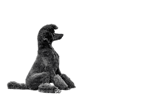 sitting poodle - Free PNG