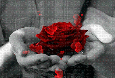 rosa en mano - Δωρεάν κινούμενο GIF