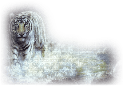 white tiger bp - бесплатно png