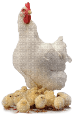 Mamma Hen and Chicks - 無料png