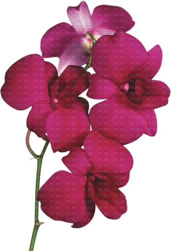 orchids Bb2 - nemokama png